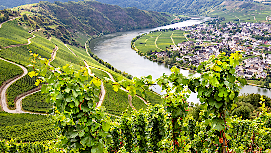 The new German wine labelling law WSET Courses AccademiaVino