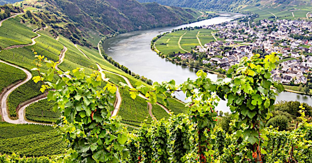 High quality vineyards in Piesport, Mosel