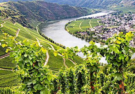 High quality vineyards in Piesport, Mosel