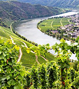High quality vineyards in Piesport, Mosel